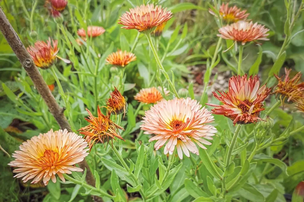 Calendula officinalis Orange Flash