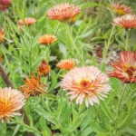 Calendula officinalis Orange Flash