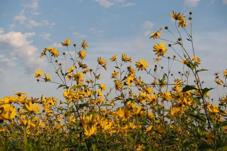 Jerusalem artichokes with yellow flowers