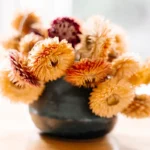 flowers for drying: strawflowers