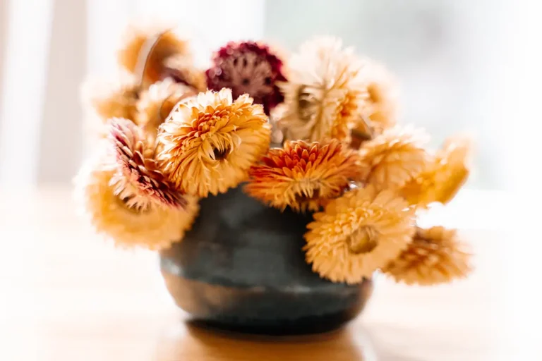 flowers for drying: strawflowers