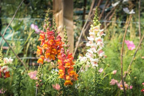 orange, white and pink snapdragons