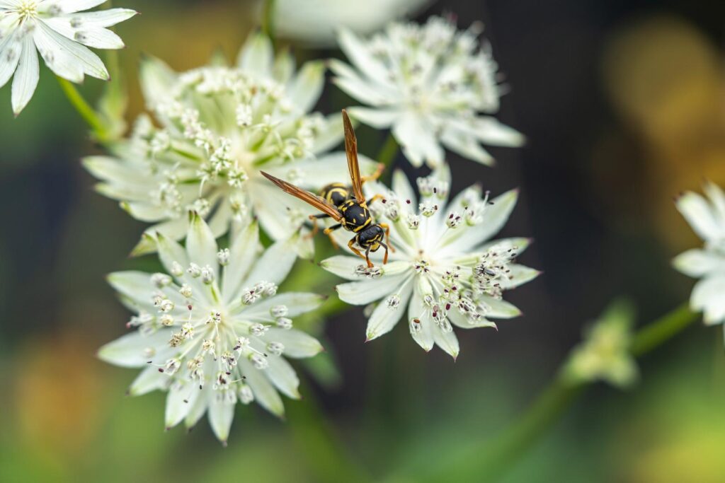 Astrantia major 'Sparkling Stars White'