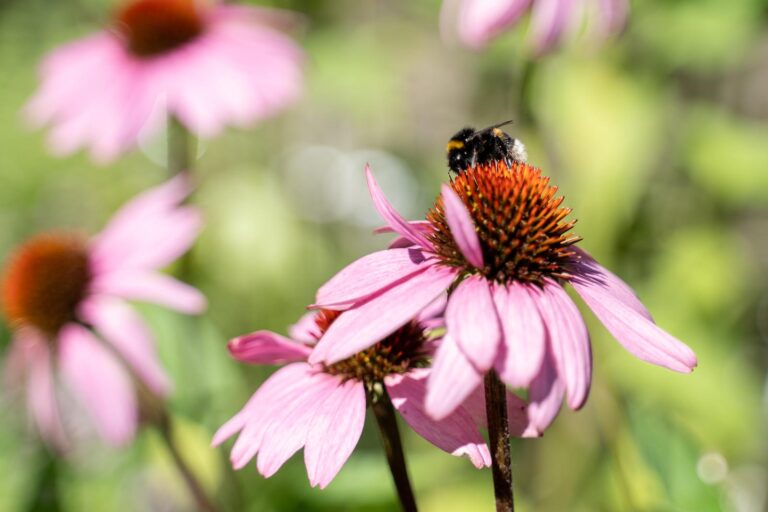 Echinacea purpurea with bumblebee