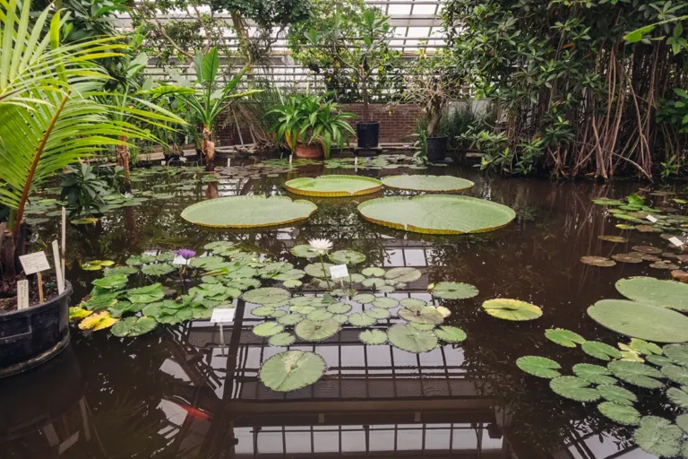 In the tropical greenhouse of Hortus botanicus Leiden