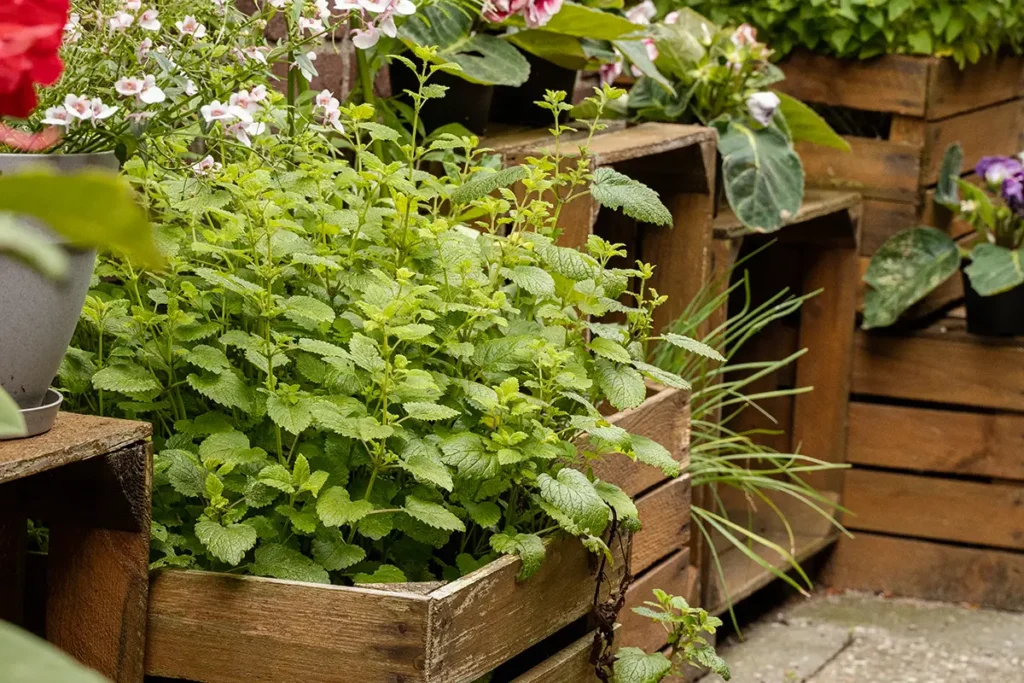 Medicinal herbs: lemon balm