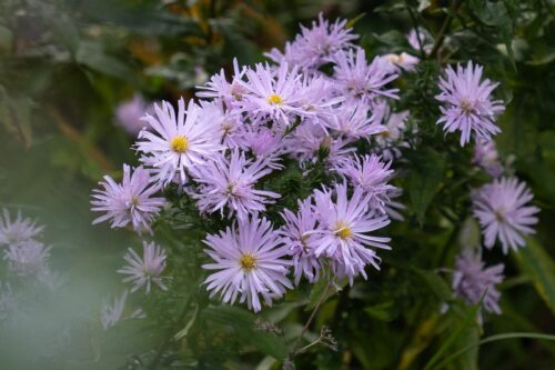 Latin plant name example Symphyotrichum novi-belgii 'Rosenquarz'