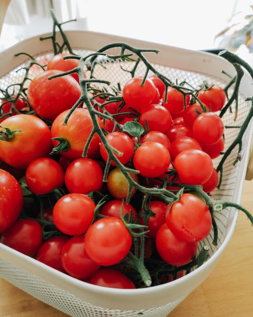 tomato harvest