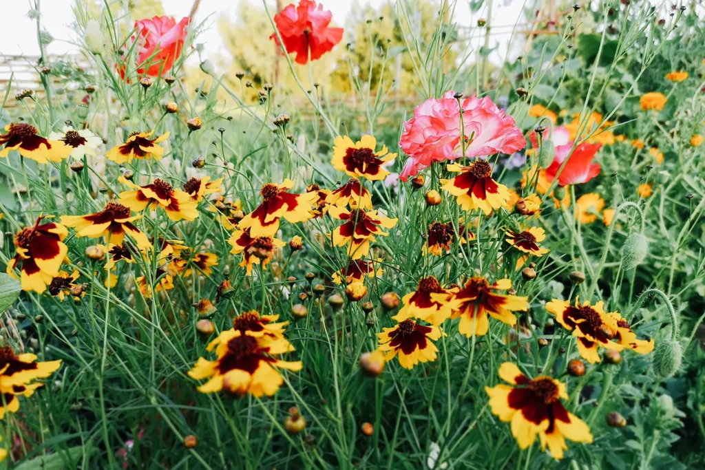 Chaos gardening with tickseed