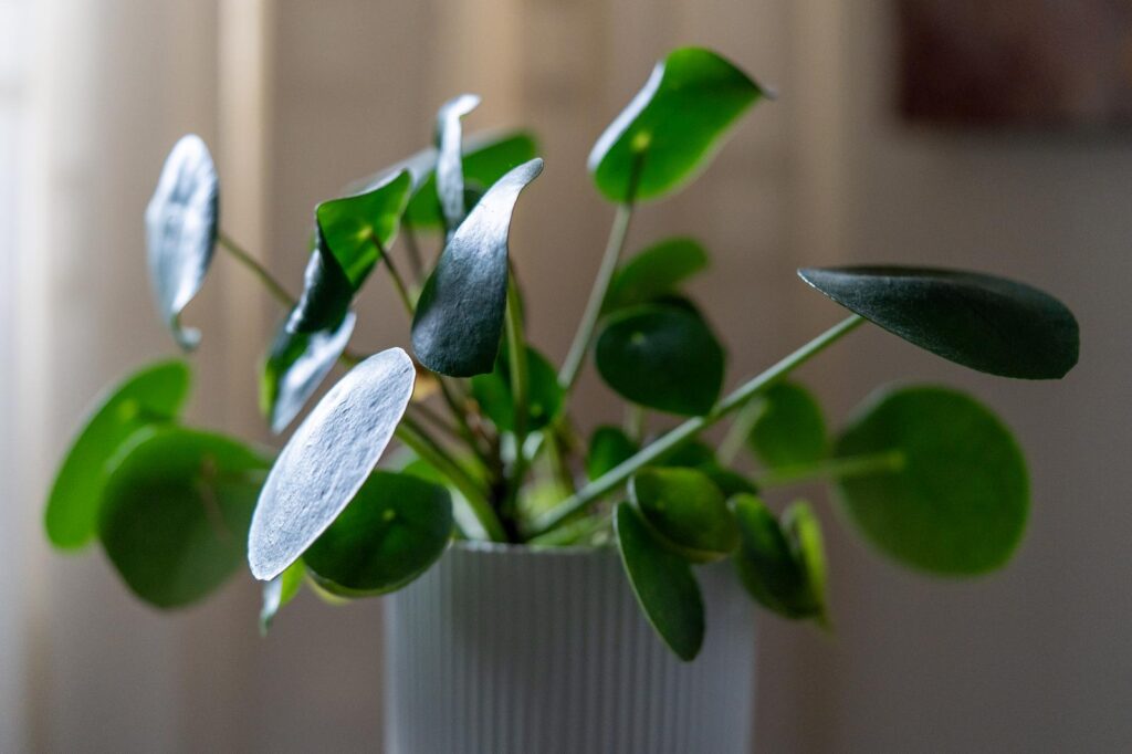 Chinese money plant