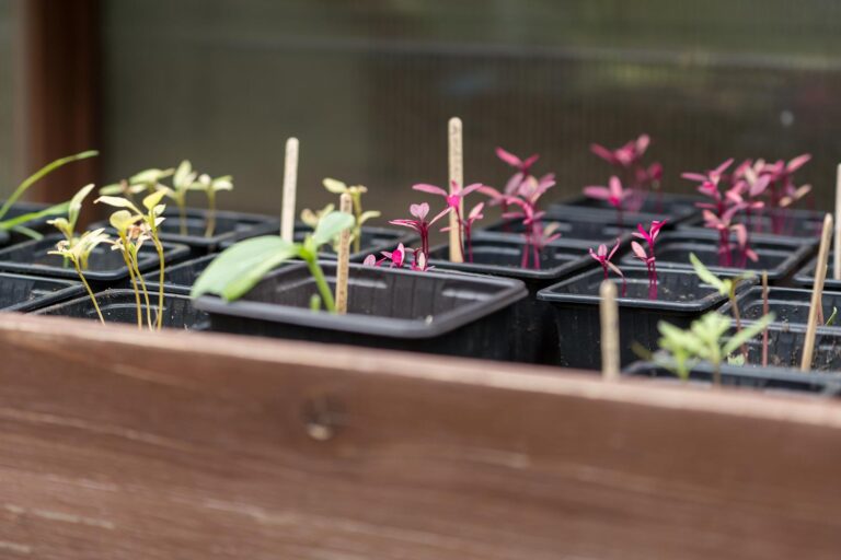 seedlings of seeds that benefit from cold stratification
