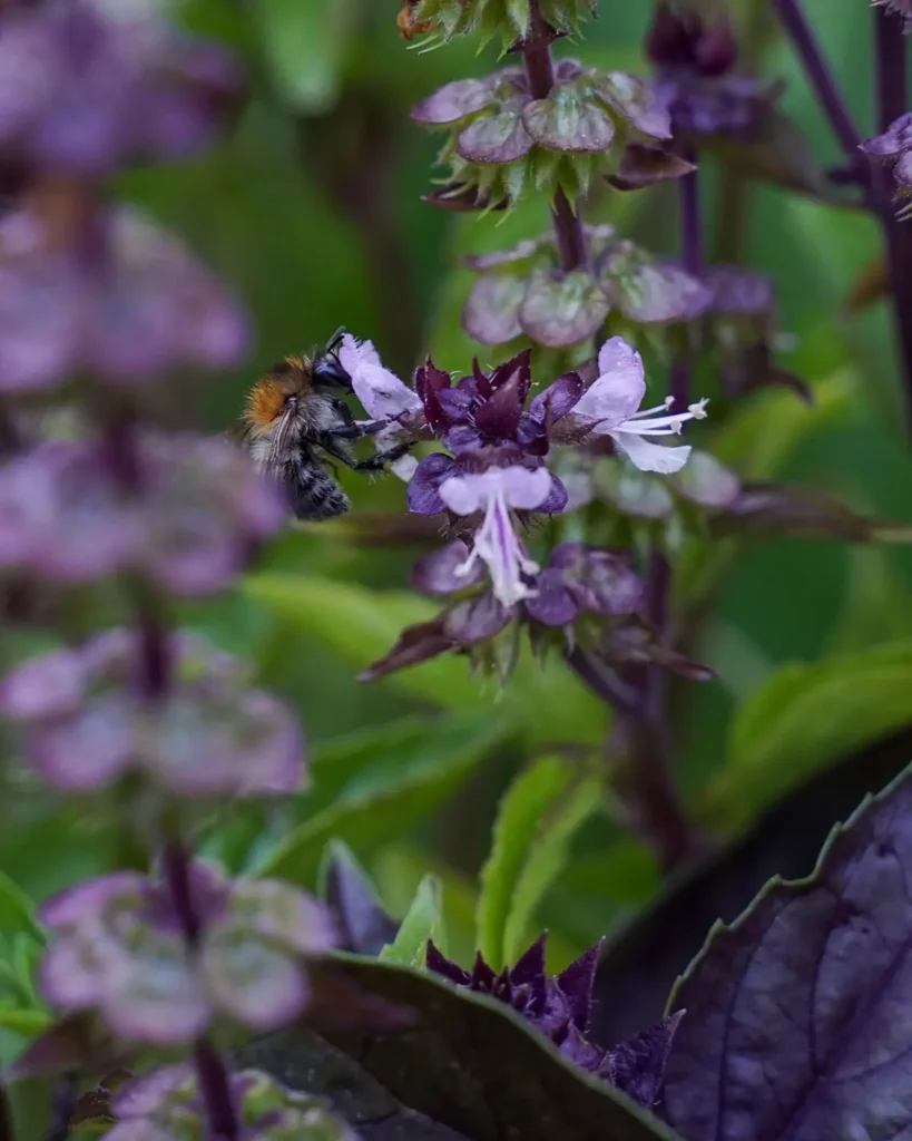bee on basil flowers