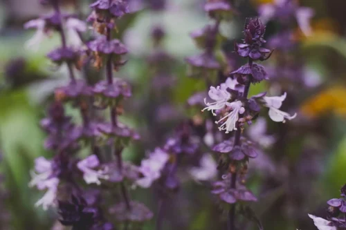 basil flowers