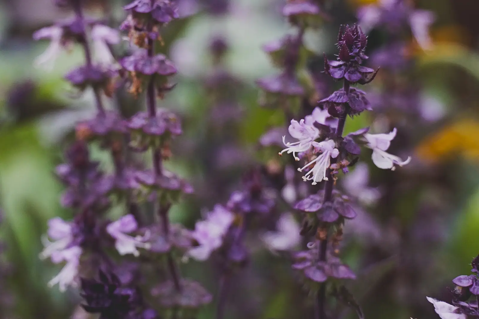 What to do when your basil flowers? (Hint: don't cut it yet!)  One More  Garden