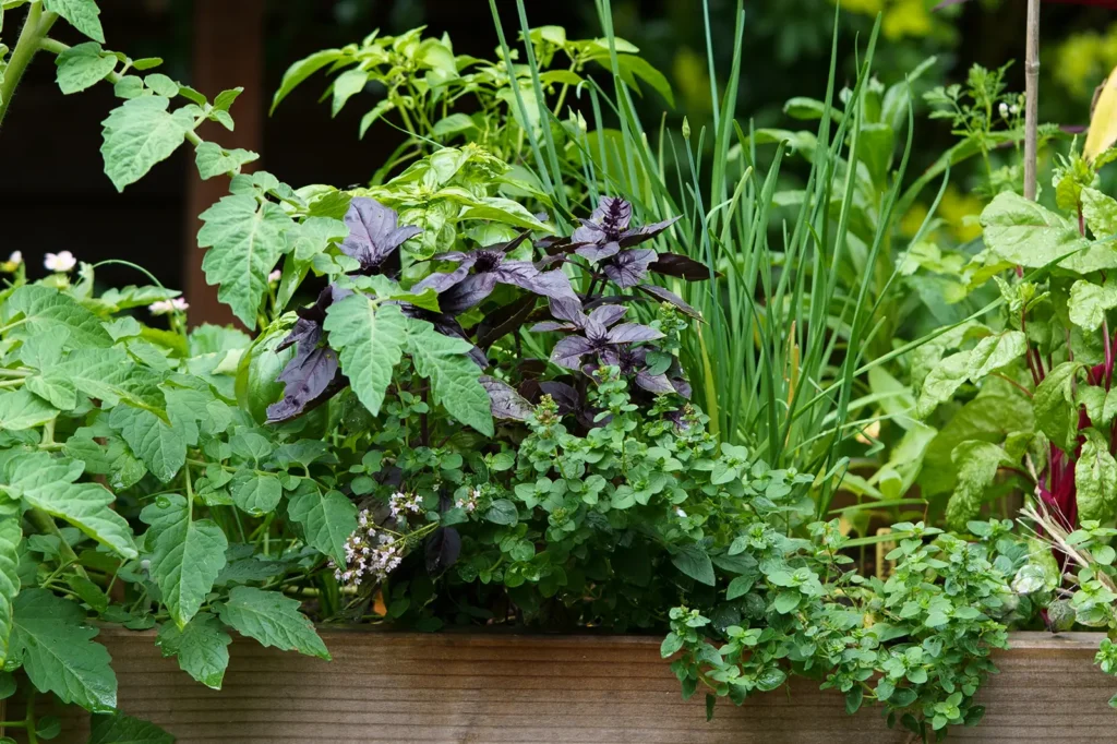 basil, thyme and tomatoes