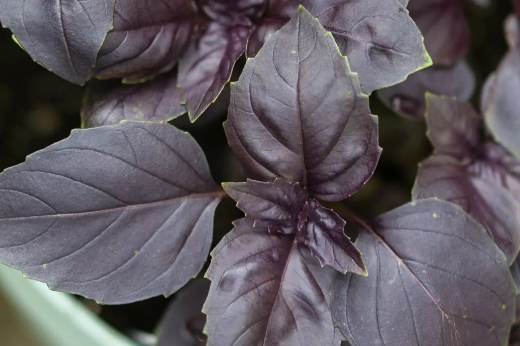 red basil leaves