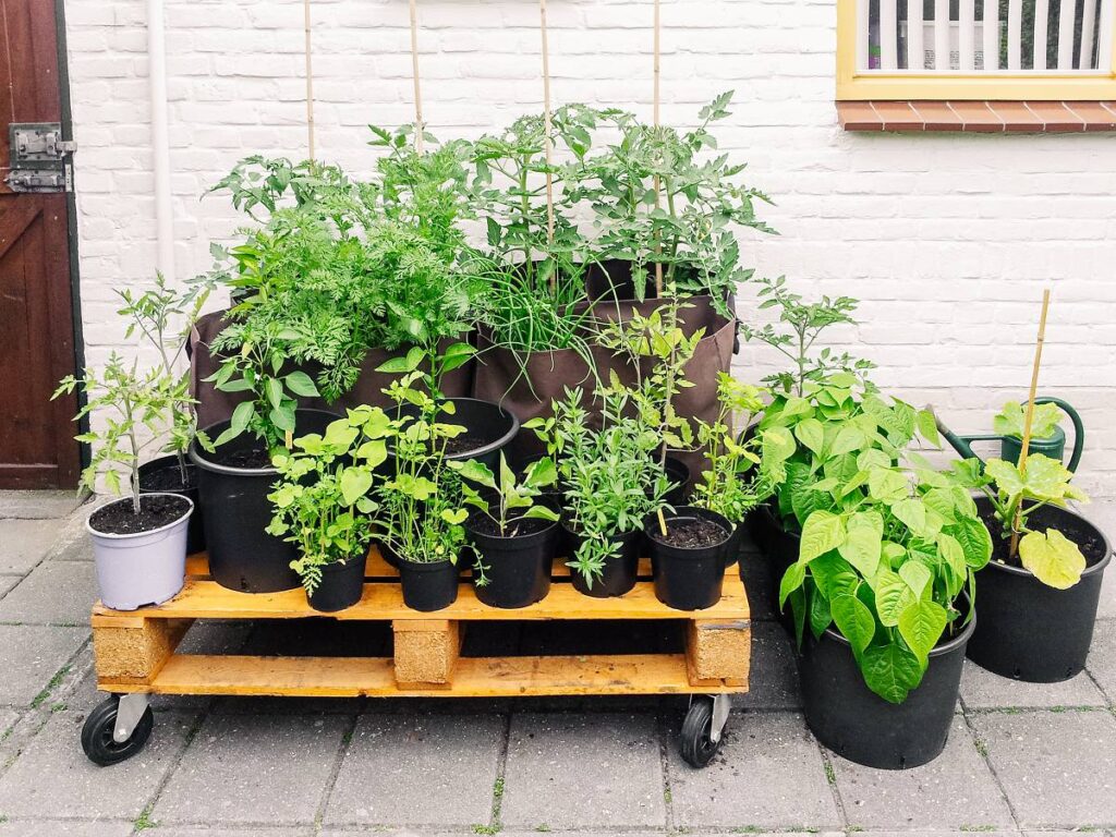 veg growing on DIY pallet garden on wheels