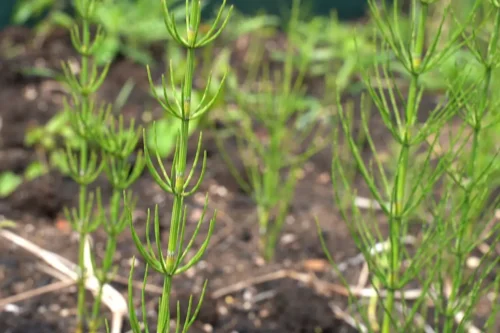 horsetail weed on clay soil