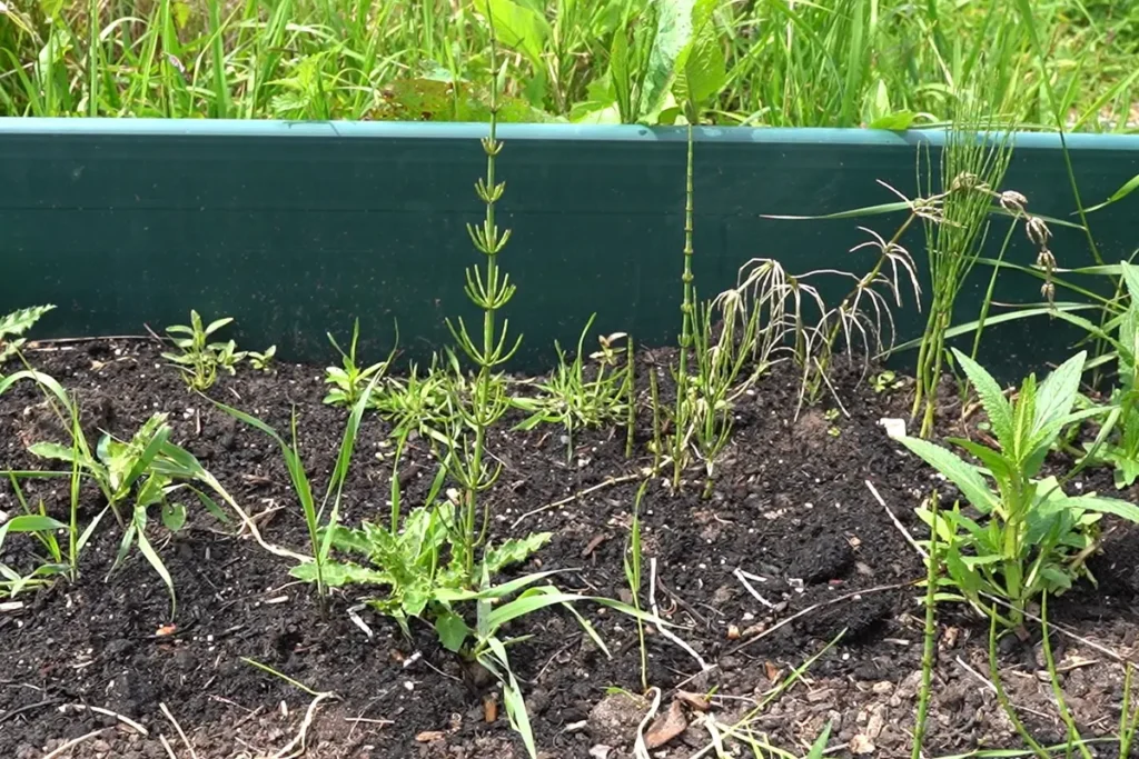Equisetum weed