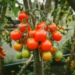 growing tomatoes outside