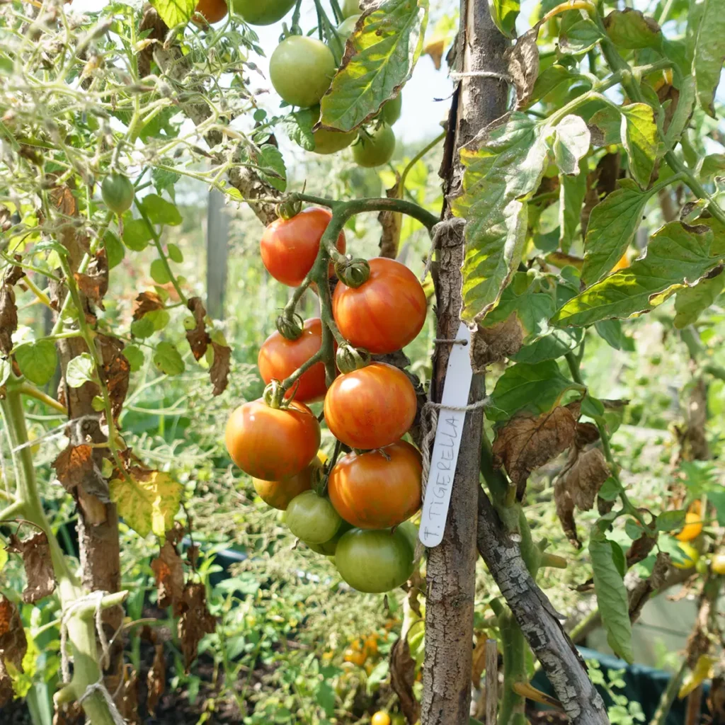 Choose the right varieties for growing tomatoes outdoors