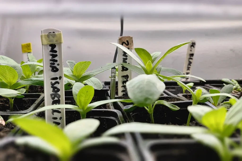 zinnia seedlings in Geopod propagator