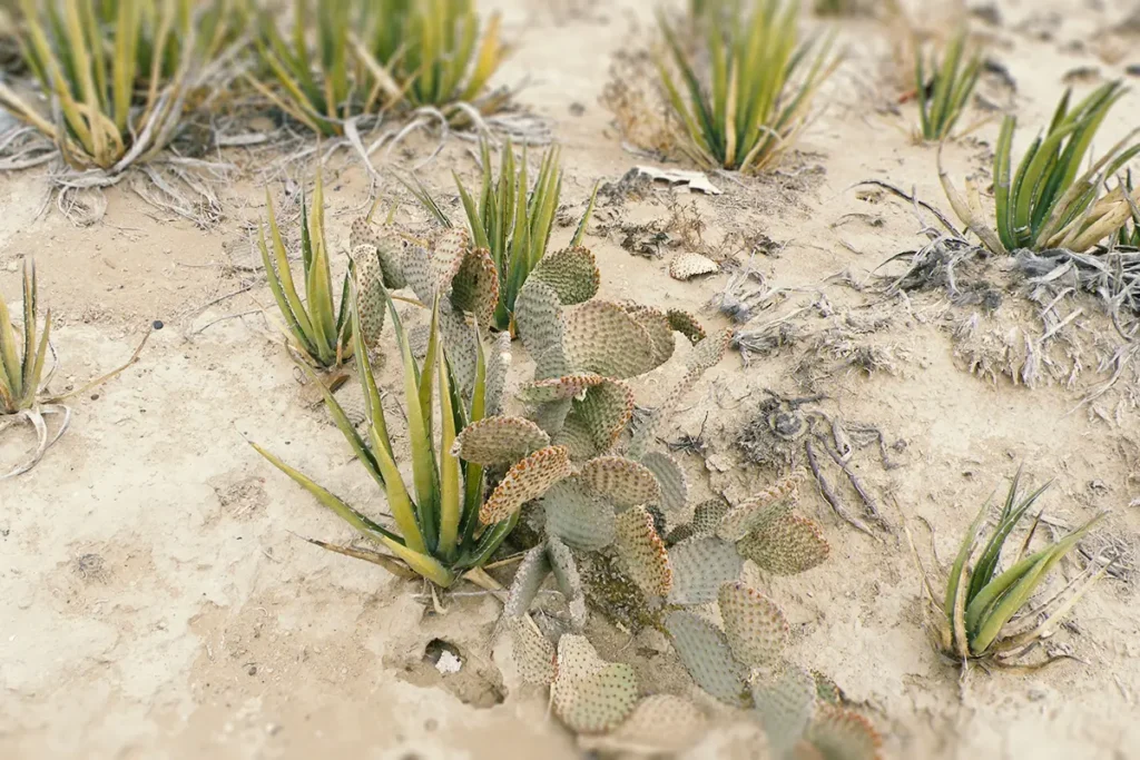 Lechuguilla (Agave lechuguilla)
