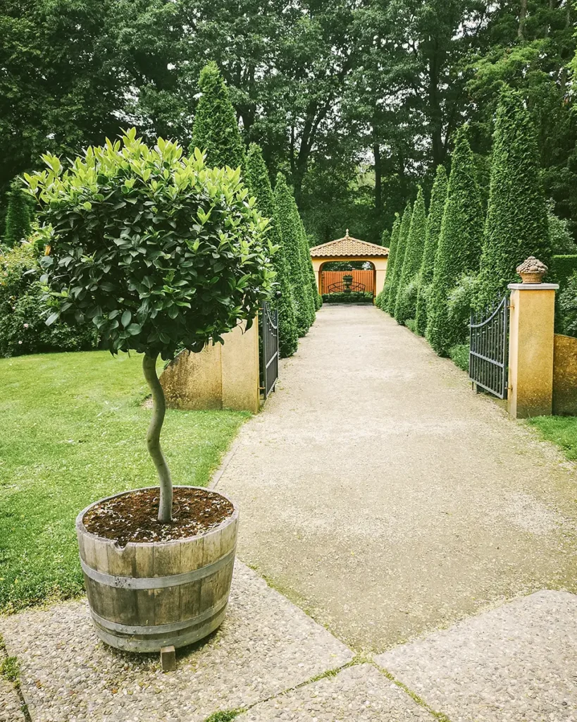 French garden design ideas: topiary