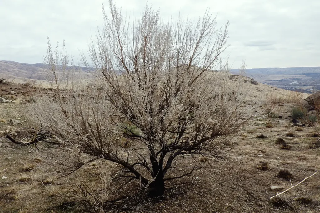 Big sagebrush (Artemisia tridentata)