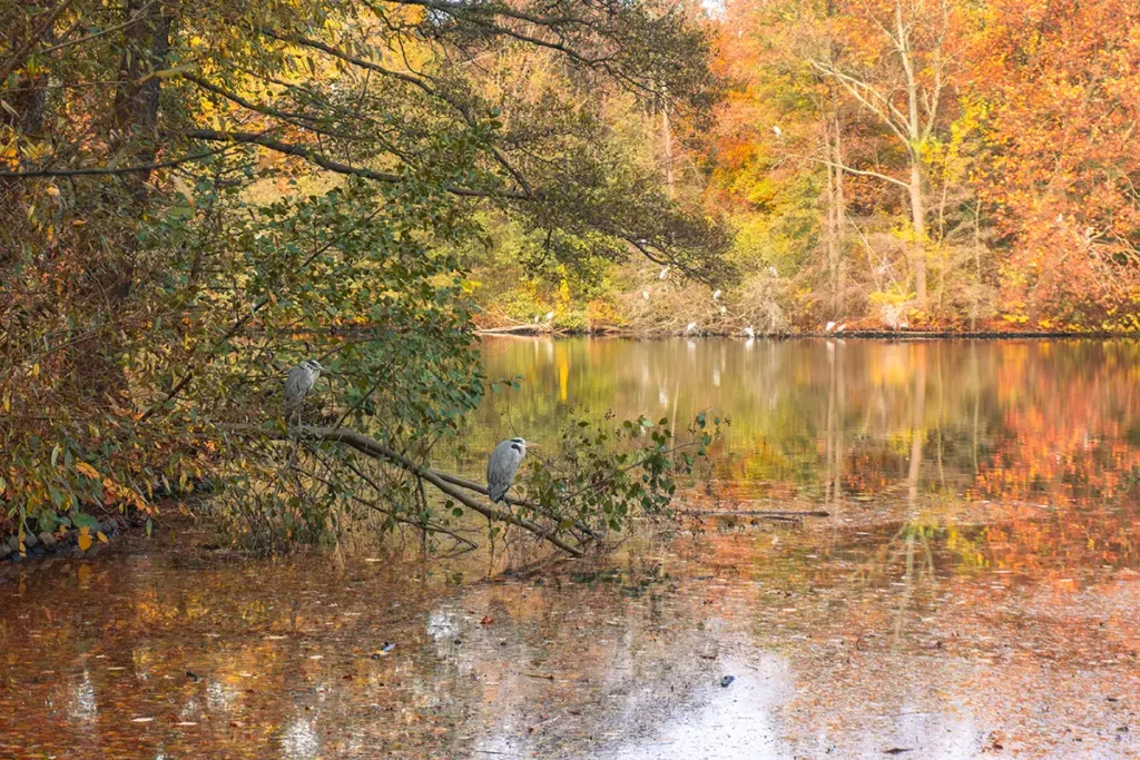 Heron colony in Tiergarten, Berlin 