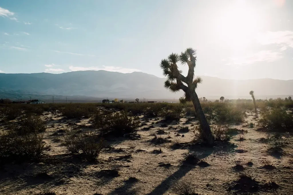 Joshua tree (Yucca brevifolia)