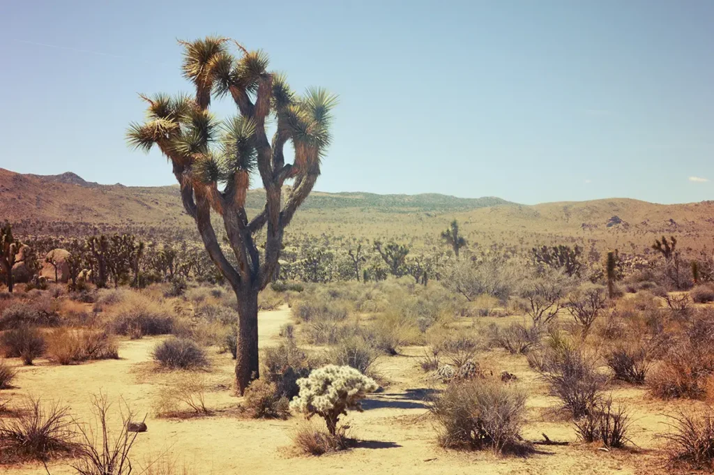 Deserts in the US: Mojave Desert