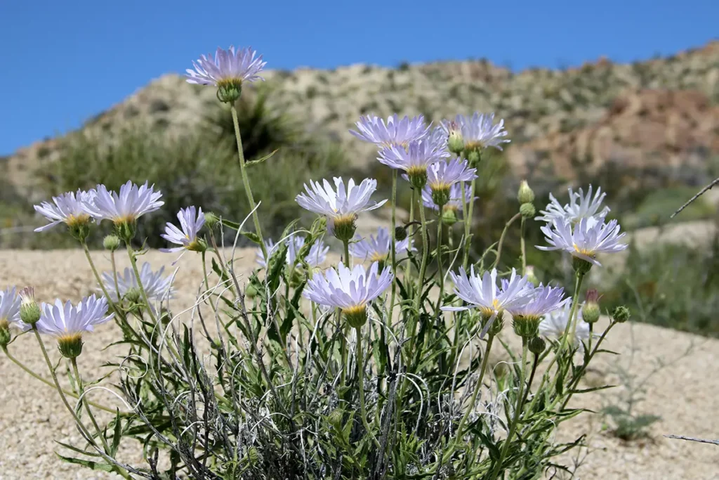 Mojave aster (Xylorhiza tortifolia)