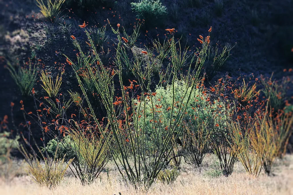 Deserts in the US: Ocotillo in the Chihuahuan Desert