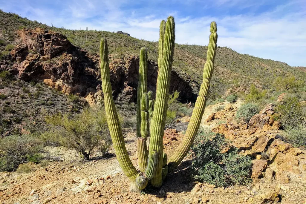 Organ pipe cactus (Stenocereus thurberi)