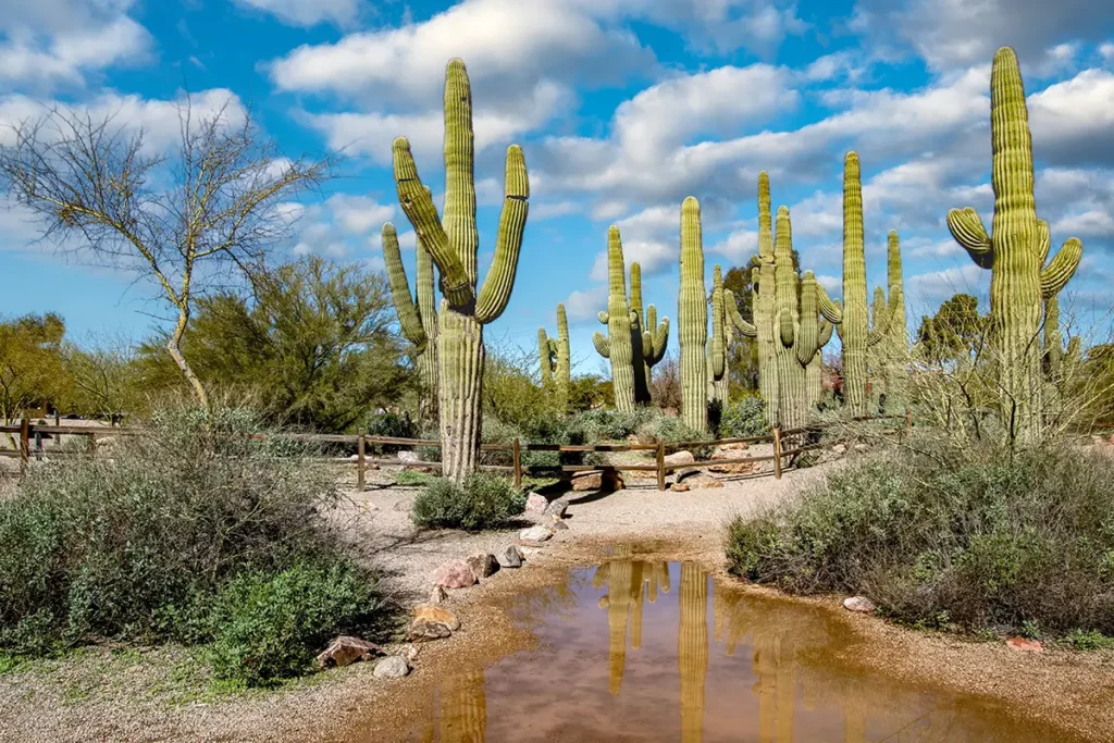 Saguaro cactus (Carnegiea gigantea)