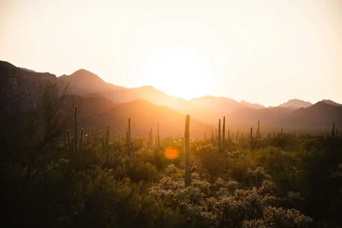 Saguaro National Park Arizona