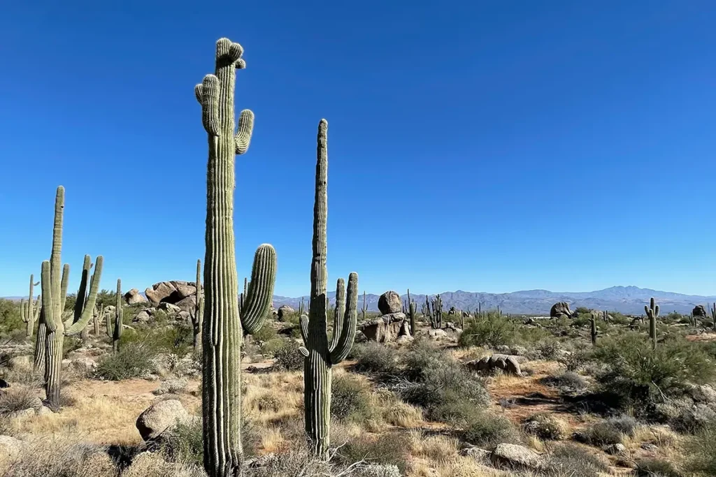 Deserts in the US: Sonoran Desert