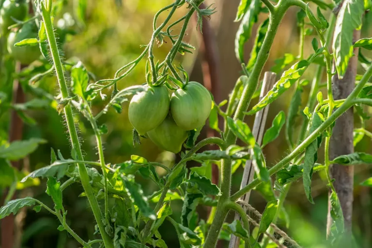 pinching out tomatoes: unpinched